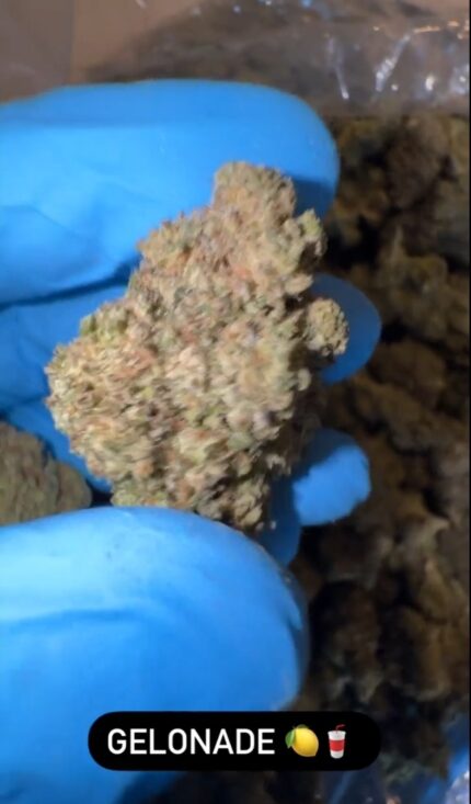 gelonade strain