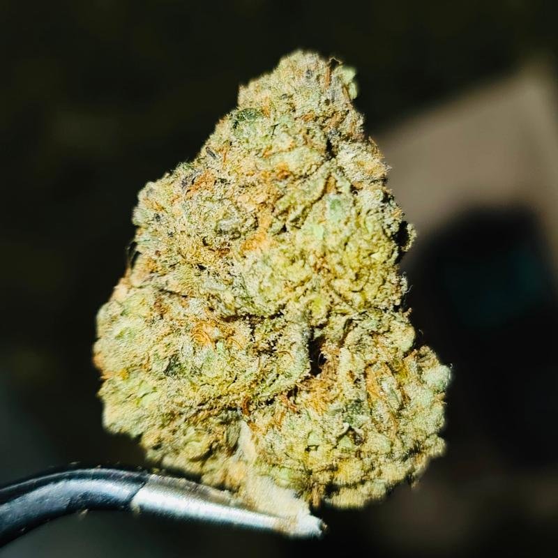 Kola Kubez strain Cola Cubes Strain