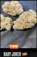 TOPSHELF SPANISH FLOWER