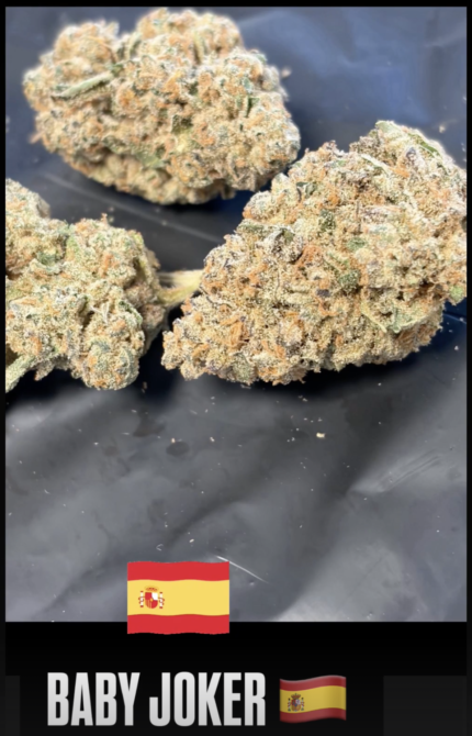 TOPSHELF SPANISH FLOWER