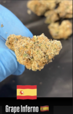 TOPSHELF SPANISH FLOWER