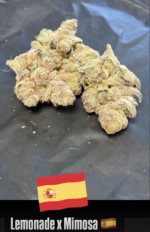 TOPSHELF SPANISH FLOWER