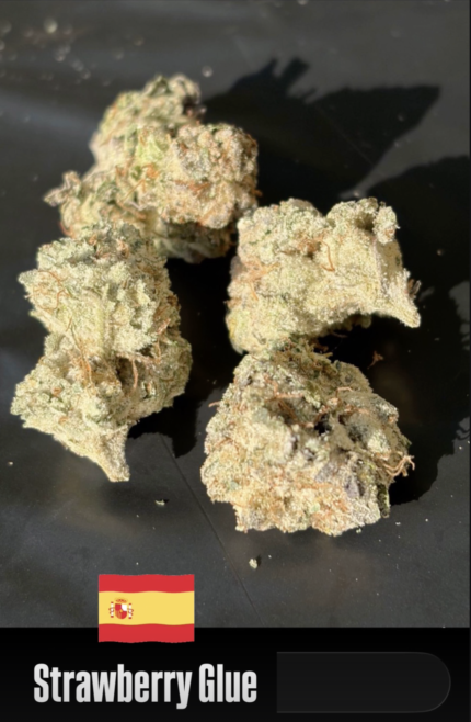 MIDSHELF SPANISH FLOWER